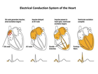 Electrical Conduction System of the Heart
 