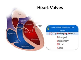 Heart Valves
 