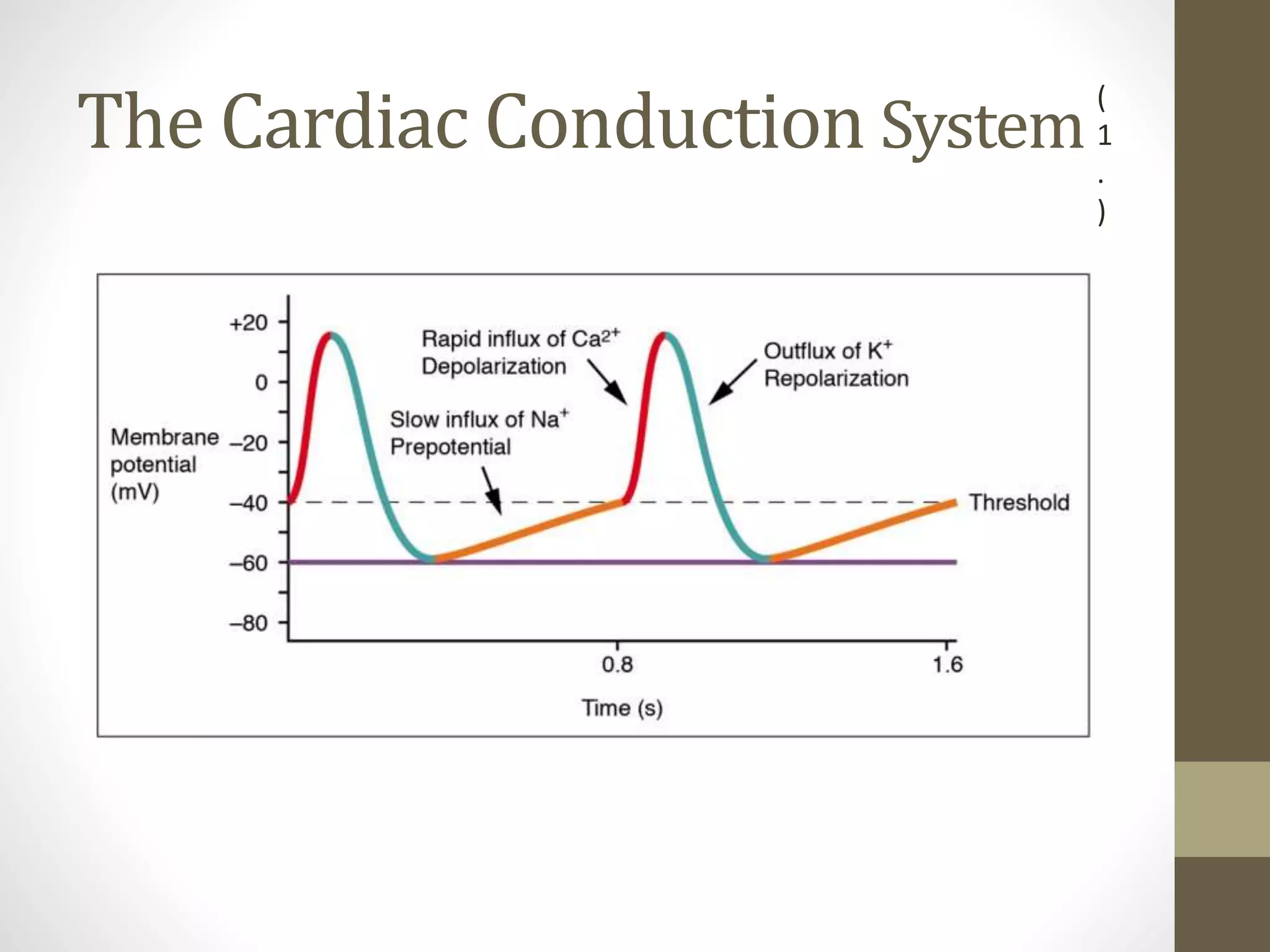 The Cardiac Conduction System
(
1
.
)
 
