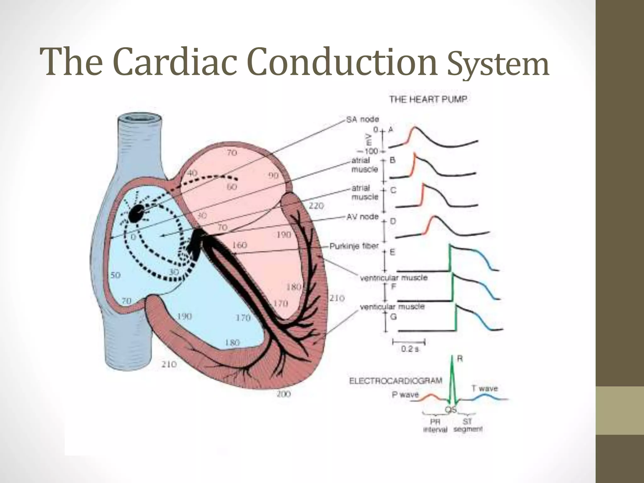 The Cardiac Conduction System
 