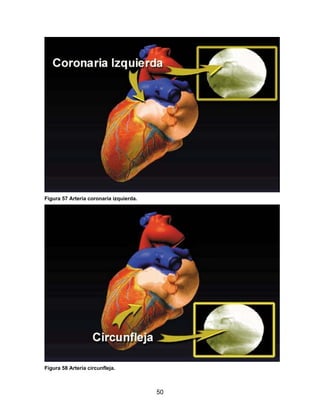 Figura 57 Arteria coronaria izquierda.




Figura 58 Arteria circunfleja.



                                         50
 