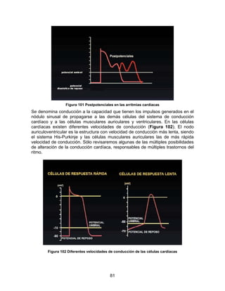Figura 101 Postpotenciales en las arritmias cardíacas
Se denomina conducción a la capacidad que tienen los impulsos generados en el
nódulo sinusal de propagarse a las demás células del sistema de conducción
cardíaco y a las células musculares auriculares y ventriculares. En las células
cardíacas existen diferentes velocidades de conducción (Figura 102). El nodo
auriculoventricular es la estructura con velocidad de conducción más lenta, siendo
el sistema His-Purkinje y las células musculares auriculares las de más rápida
velocidad de conducción. Sólo revisaremos algunas de las múltiples posibilidades
de alteración de la conducción cardíaca, responsables de múltiples trastornos del
ritmo.




        Figura 102 Diferentes velocidades de conducción de las células cardíacas




                                          81
 