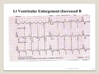 Dr. Bibek/CVASU 107
Lt Ventricular Enlargement (Increased R
Amp)
 