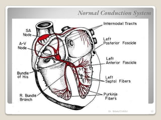 Normal Conduction System
12
Dr. Bibek/CVASU
 