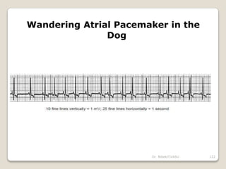 Dr. Bibek/CVASU 122
Wandering Atrial Pacemaker in the
Dog
 