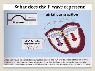 What does the P wave represent
17
Dr. Bibek/CVASU
 