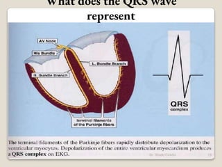 What does the QRS wave
represent
19
Dr. Bibek/CVASU
 