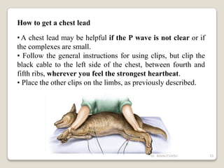 How to get a chest lead
•A chest lead may be helpful if the P wave is not clear or if
the complexes are small.
• Follow the general instructions for using clips, but clip the
black cable to the left side of the chest, between fourth and
fifth ribs, wherever you feel the strongest heartbeat.
• Place the other clips on the limbs, as previously described.
33
Dr. Bibek/CVASU
 