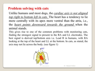Problem solving with cats
Unlike humans and most dogs, the cardiac axis is not aligned
top right to bottom left in cats. The heart has a tendency to lie
more centrally with its apex more ventral than the atria, i.e.,
the heart points downward towards the ground when the
animal stands.
This gives rise to one of the common problems with monitoring cats,
finding the strongest signal to present to the RA and LL electrodes. The
best signal is derived top/bottom axis i.e. Lead II in humans, with RA
looking at the top of the heart and LL at the bottom. In cats, as stated, the
axis may not lie across the body. (see figure 1)
35
Dr. Bibek/CVASU
 