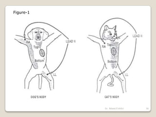 Figure-1
36
Dr. Bibek/CVASU
 