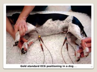 Gold standard ECG positioning in a dog 40
Dr. Bibek/CVASU
 
