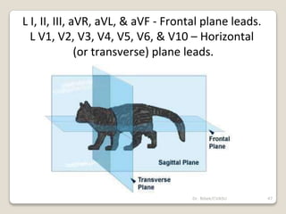 L I, II, III, aVR, aVL, & aVF - Frontal plane leads.
L V1, V2, V3, V4, V5, V6, & V10 – Horizontal
(or transverse) plane leads.
47
Dr. Bibek/CVASU
 