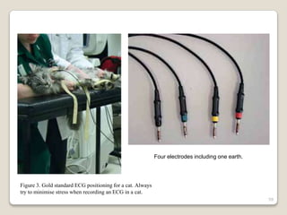 59
Figure 3. Gold standard ECG positioning for a cat. Always
try to minimise stress when recording an ECG in a cat.
Four electrodes including one earth.
 
