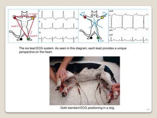 60
The six lead ECG system. As seen in this diagram, each lead provides a unique
perspective on the heart.
Gold standard ECG positioning in a dog.
 