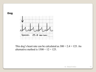 Dr. Bibek/CVASU 76
Dog
This dog’s heart rate can be calculated as 300 ÷ 2.4 = 125. An
alternative method is 1500 ÷ 12 = 125.
 