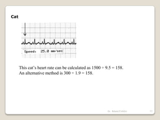 Dr. Bibek/CVASU 77
Cat
This cat’s heart rate can be calculated as 1500 ÷ 9.5 = 158.
An alternative method is 300 ÷ 1.9 = 158.
 