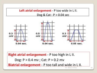 Dr. Bibek/CVASU 98
Right atrial enlargement - P too high in L II.
Dog: P > 0.4 mv ; Cat: P > 0.2 mv
Biatrial enlargement - P too tall and wide in L II.
Left atrial enlargement - P too wide in L II.
Dog & Cat : P > 0.04 sec
 