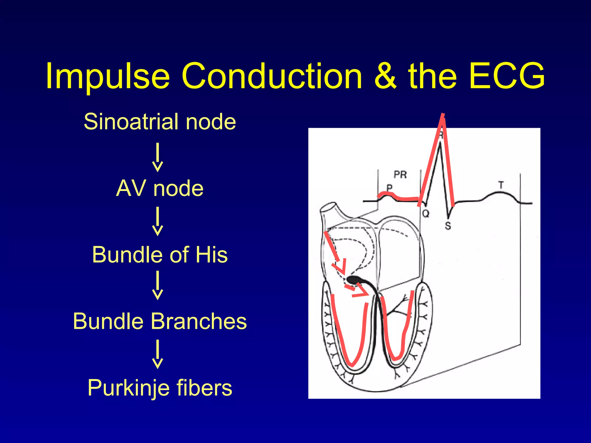 Impulse Conduction & the ECG
Sinoatrial node
AV node
Bundle of His
Bundle Branches
Purkinje fibers
 