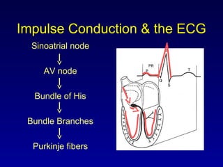 Impulse Conduction & the ECG
Sinoatrial node
AV node
Bundle of His
Bundle Branches
Purkinje fibers
 