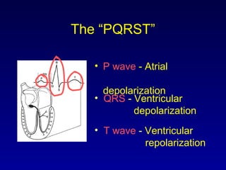 The “PQRST”
• P wave - Atrial
depolarization
• T wave - Ventricular
repolarization
• QRS - Ventricular
depolarization
 