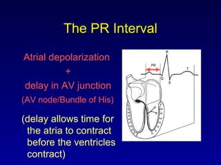 The PR Interval
Atrial depolarization
+
delay in AV junction
(AV node/Bundle of His)
(delay allows time for
the atria to contract
before the ventricles
contract)
 