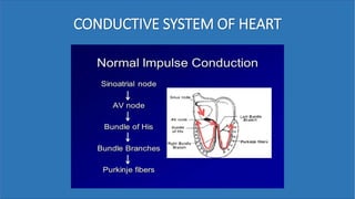 CONDUCTIVE SYSTEM OF HEART
 