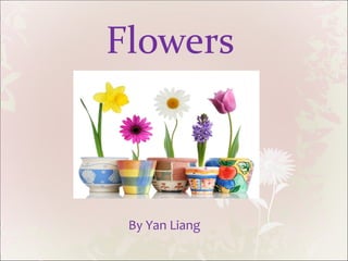 Flowers By Yan Liang 