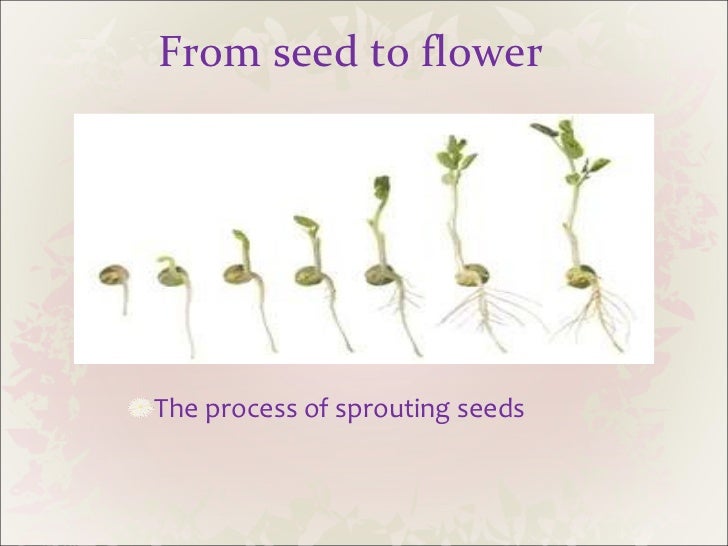 Echd 441 presentation flowers