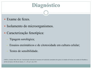 Diagnóstico
 Exame de fezes.
 Isolamento do microorganismos.
 Caracterização fenotípica:
• Tipagem sorológica;
• Ensaios enzimáticos e de citotoxidade em cultura celular;
• Testes de sensibilidade.
COSTA, Cristiane Mara Silva da. Caracterização molecular de amostras de Escherichia carreadoras dos genes stx isolados de bovinos nos estados de Rondônia e
do Rio de Janeiro, 82f, Rio de Janeiro, v3. , n35.,p11, mar, 2013.
 
