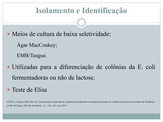 Isolamento e Identificação
 Meios de cultura de baixa seletividade:
• Ágar MacConkey;
• EMB/Teague.
 Utilizadas para a diferenciação de colônias da E. coli
fermentadoras ou não de lactose.
 Teste de Elisa
COSTA, Cristiane Mara Silva da. Caracterização molecular de amostras de Escherichia carreadoras dos genes stx isolados de bovinos nos estados de Rondônia e
do Rio de Janeiro, 82f, Rio de Janeiro,, v3. , n35., p11, mar, 2013.
 