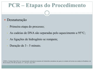 PCR – Etapas do Procedimento
 Desnaturação
• Primeira etapa do processo;
• As cadeias de DNA são separadas pelo aquecimento a 95°C;
• As ligações de hidrogênio se rompem;
• Duração de 3 - 5 minuto.
COSTA, Cristiane Mara Silva da. Caracterização molecular de amostras de Escherichia carreadoras dos genes stx isolados de bovinos nos estados de Rondônia e do
Rio de Janeiro, 82f, Rio de Janeiro, v3. , n35.,p11, mar, 2013
 