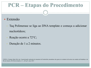PCR – Etapas do Procedimento
 Extensão
• Taq Polimerase se liga ao DNA template e começa a adicionar
nucleotídeos;
• Reação ocorre a 72°C;
• Duração de 1 a 2 minutos.
COSTA, Cristiane Mara Silva da. Caracterização molecular de amostras de Escherichia carreadoras dos genes stx isolados de bovinos nos estados de Rondônia e do
Rio de Janeiro, 82f, Rio de Janeiro, v3. , n35.,p11, mar, 2013
 
