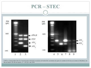 PCR – STEC
COSTA, Cristiane Mara Silva da. Caracterização molecular de amostras de Escherichia carreadoras dos genes stx isolados de bovinos nos estados de Rondônia e do
Rio de Janeiro, 82f, Rio de Janeiro, v3. , n35.,p11, mar, 2013
 