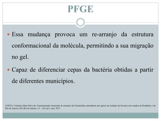 PFGE
 Essa mudança provoca um re-arranjo da estrutura
conformacional da molécula, permitindo a sua migração
no gel.
 Capaz de diferenciar cepas da bactéria obtidas a partir
de diferentes municípios.
COSTA, Cristiane Mara Silva da. Caracterização molecular de amostras de Escherichia carreadoras dos genes stx isolados de bovinos nos estados de Rondônia e do
Rio de Janeiro, 82f, Rio de Janeiro, v3. , n35.,p11, mar, 2013
 