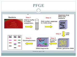 PFGE
Food safty news, august 31, 2009
 