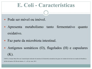 E. Coli - Características
 Pode ser móvel ou imóvel.
 Apresenta metabolismo tanto fermentativo quanto
oxidativo.
 Faz parte da microbiota intestinal.
 Antígenos somáticos (O), flagelados (H) e capsulares
(K).
COSTA, Cristiane Mara Silva da. Caracterização molecular de amostras de Escherichia carreadoras dos genes stx isolados de bovinos nos estados de Rondônia e
do Rio de Janeiro, 82f, Rio de Janeiro, v3. , n35.,p1, mar, 2013.
 