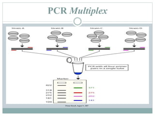 PCR Multiplex
Primier Biosoft, August 31, 2007
 