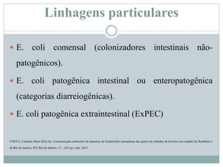 Linhagens particulares
 E. coli comensal (colonizadores intestinais não-
patogênicos).
 E. coli patogênica intestinal ou enteropatogênica
(categorias diarreiogênicas).
 E. coli patogênica extraintestinal (ExPEC)
COSTA, Cristiane Mara Silva da. Caracterização molecular de amostras de Escherichia carreadoras dos genes stx isolados de bovinos nos estados de Rondônia e
do Rio de Janeiro, 82f, Rio de Janeiro, v3. , n35.,p1, mar, 2013.
 