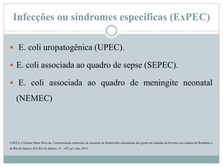 Infecções ou síndromes especificas (ExPEC)
 E. coli uropatogênica (UPEC).
 E. coli associada ao quadro de sepse (SEPEC).
 E. coli associada ao quadro de meningite neonatal
(NEMEC)
COSTA, Cristiane Mara Silva da. Caracterização molecular de amostras de Escherichia carreadoras dos genes stx isolados de bovinos nos estados de Rondônia e
do Rio de Janeiro, 82f, Rio de Janeiro, v3. , n35.,p1, mar, 2013.
 