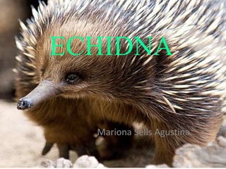 ECHIDNA

  Mariona Sells Agustina
 