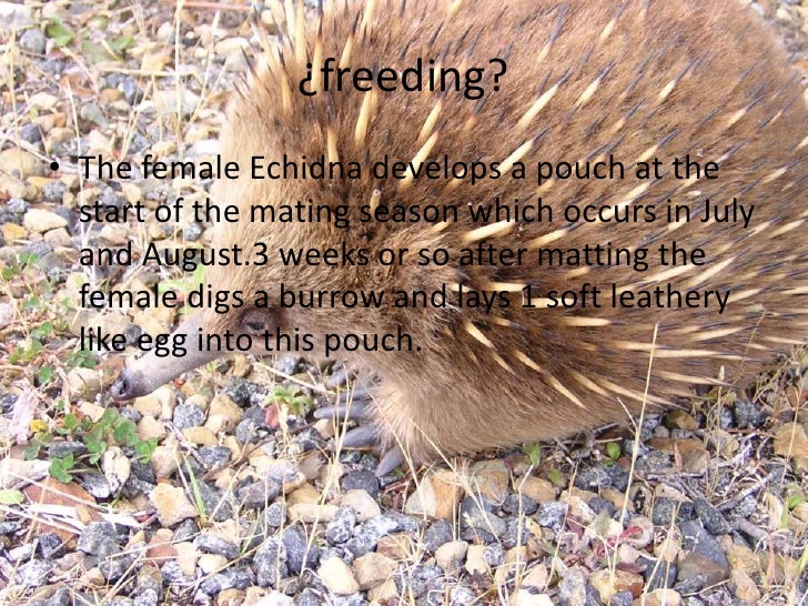 Echidna