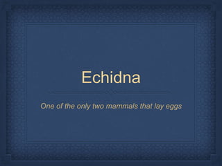Echidna
One of the only two mammals that lay eggs
 