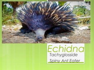 EchidnaTachyglosside
Spiny Ant Eater
 
