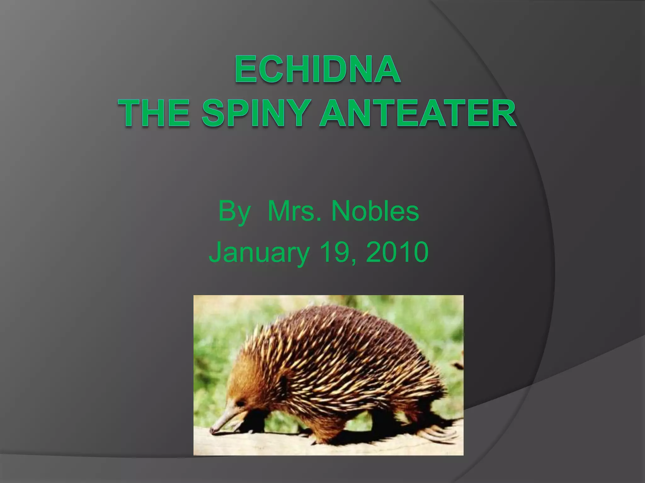 Echidna Facts Spiny Anteater Hibernates and Rolls Into a Ball PPT