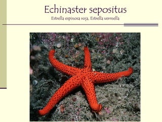 Echinaster sepositus
 Estrella espinosa roja, Estrella vermella
