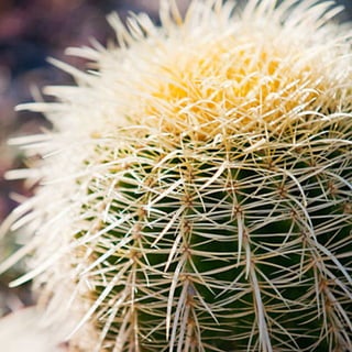 Drought Resistant Plant: Echinocactus