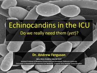 Echinocandins in the ICU Do we really need them ( yet )? Dr. Andrew Ferguson MEd FRCA FCARCSI DIBICM FCCP Assistant Professor of Medicine (Critical Care) and Anesthesia, Dalhousie University Consultant in Anaesthesia and Intensive Care Medicine, Craigavon Area Hospital, United Kingdom 