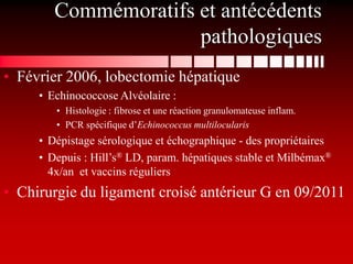 Commémoratifs et antécédents
                      pathologiques
• Février 2006, lobectomie hépatique
     • Echinococcose Alvéolaire :
        • Histologie : fibrose et une réaction granulomateuse inflam.
        • PCR spécifique d’Echinococcus multilocularis
     • Dépistage sérologique et échographique - des propriétaires
     • Depuis : Hill’s® LD, param. hépatiques stable et Milbémax®
       4x/an et vaccins réguliers
• Chirurgie du ligament croisé antérieur G en 09/2011
 