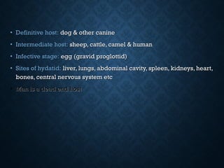 • Definitive host:Definitive host: dog & other caninedog & other canine
• Intermediate host:Intermediate host: sheep, cattle, camel & humansheep, cattle, camel & human
• Infective stage:Infective stage: egg (gravid proglottid)egg (gravid proglottid)
• Sites of hydatid:Sites of hydatid: liver, lungs, abdominal cavity, spleen, kidneys, heart,liver, lungs, abdominal cavity, spleen, kidneys, heart,
bones, central nervous system etcbones, central nervous system etc
• Man is a dead end hostMan is a dead end host
 