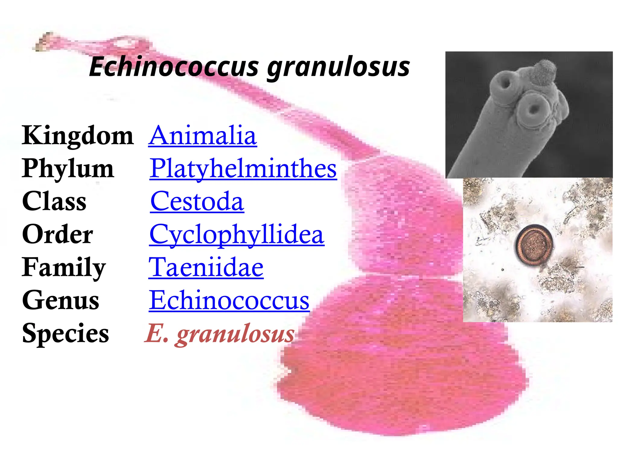 Echinococcus-lec.ppt For every science students | PPT